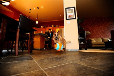 Chuckit Hallenball