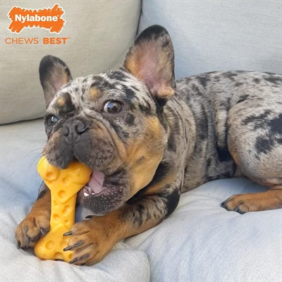 Nylabone Nylabondura Kauknochen