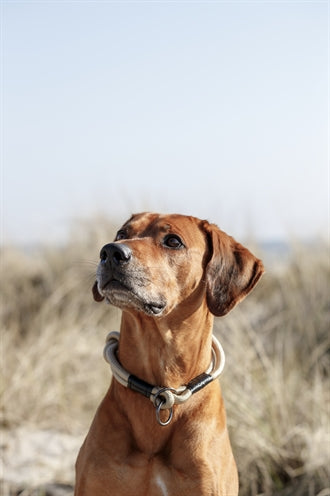 Trixie Be Nordic Halsband Hund Halb-Slip Sand / Schwarz