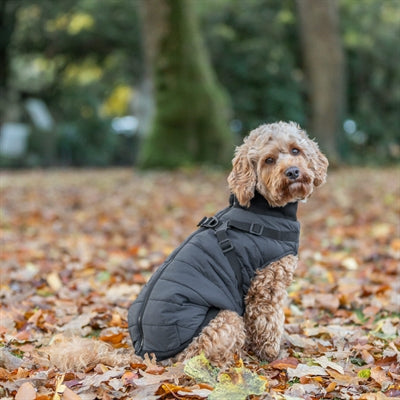 Trixie Pontis Hundemantel Mit Geschirr Blau