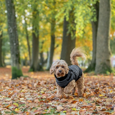 Trixie Pontis Hundemantel Mit Geschirr Blau